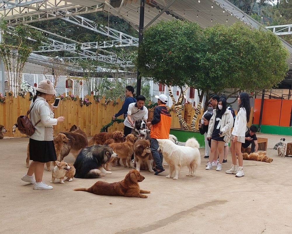 Tourist-playing-with-baby-dogs-at-Puppy-Farm-Dalat