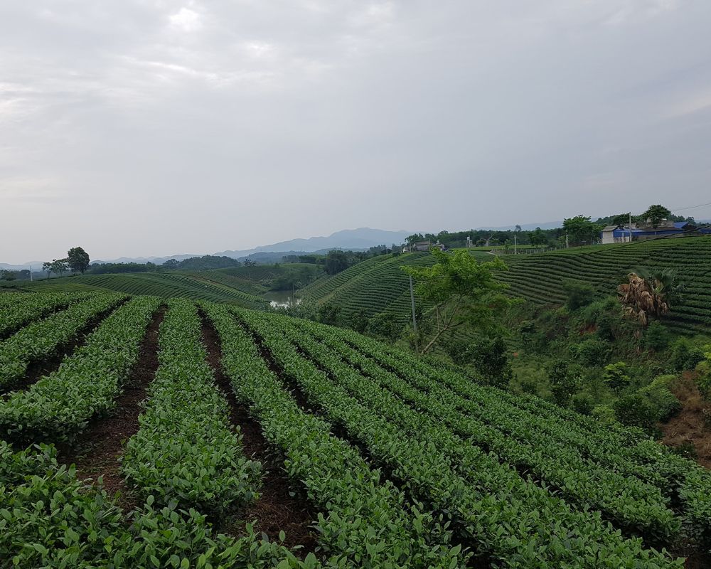 Green-Tea-Hill