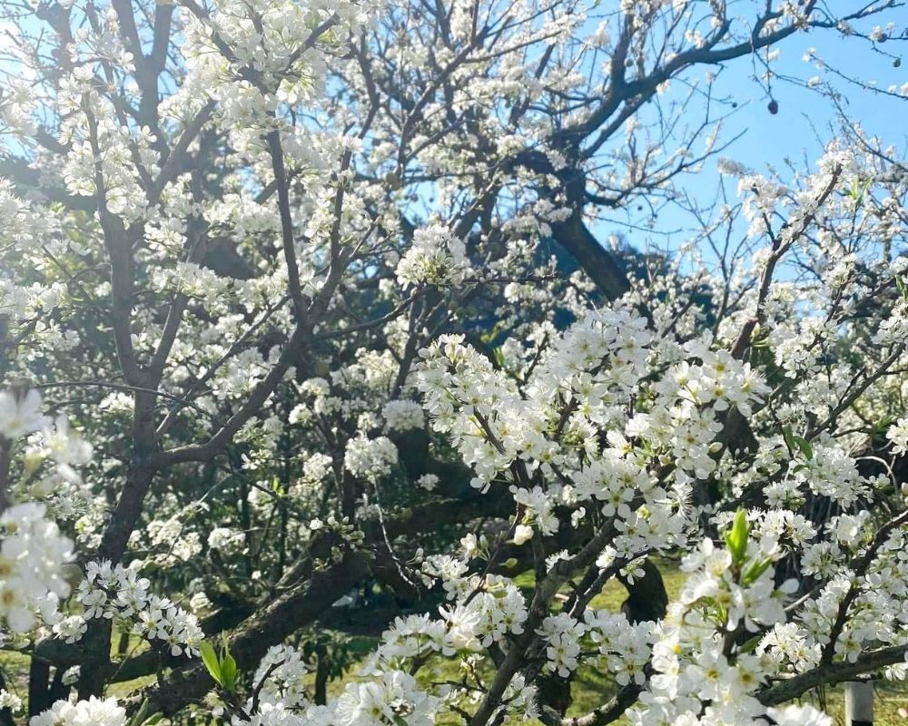 Plum-blossoms-bloom-in-spring