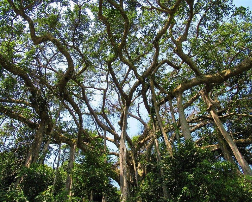 A-giant-banyan-tree