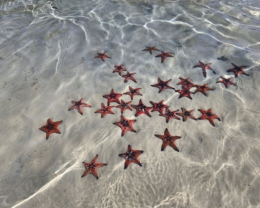 Starfish-beach-in-Phu-Quoc
