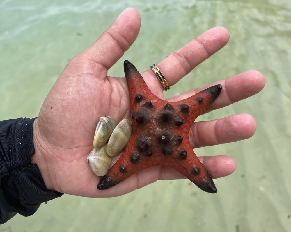 Starfish-on-hand