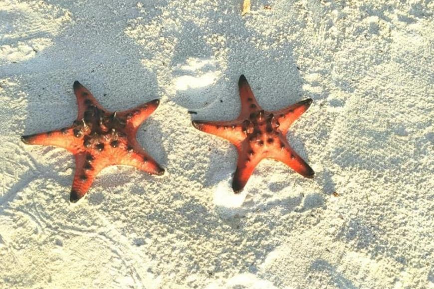 All You Need To Know Starfish Beach, Phu Quoc