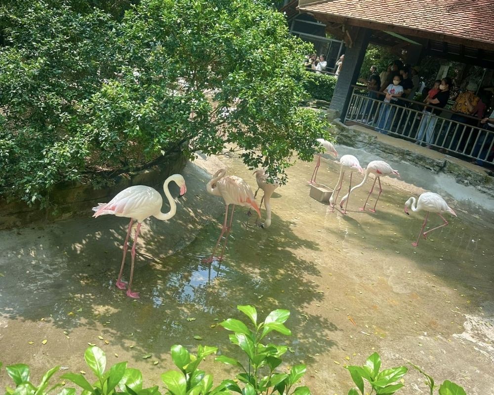 Flamingo-at-Thao-Cam-Vien-park-2