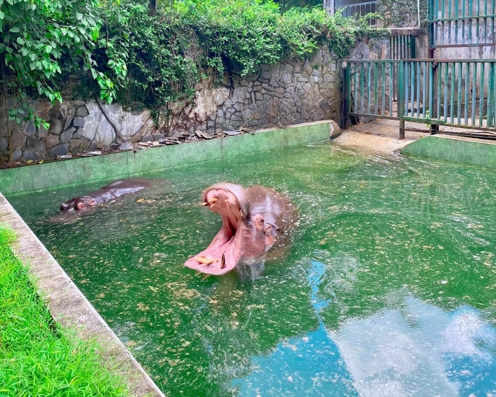 Hippo-at-Thao-Cam-Vien-park