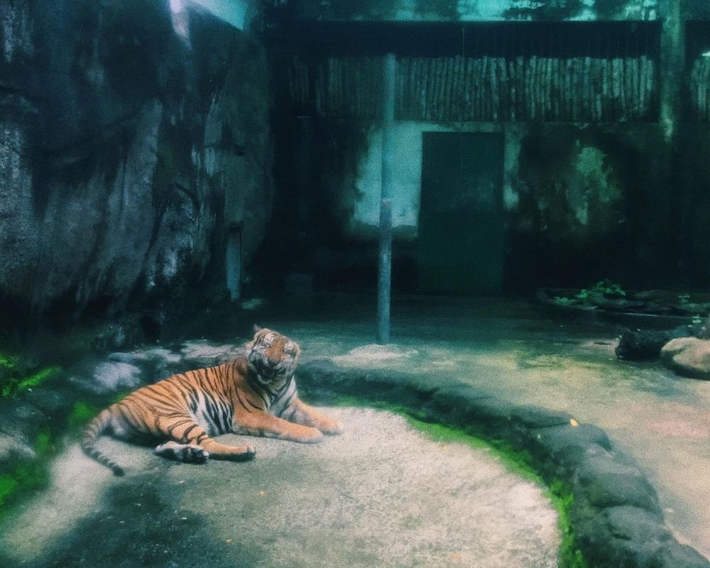 Tiger-at-Thao-Cam-Vien-park