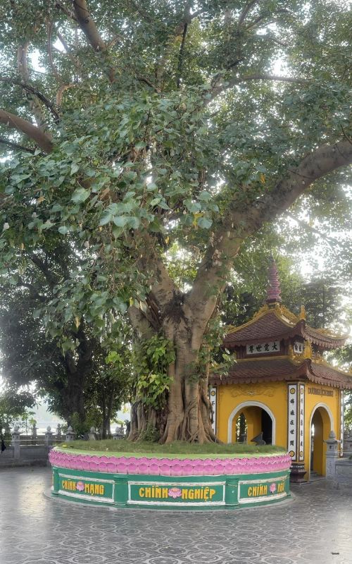 Bodhi-Tree