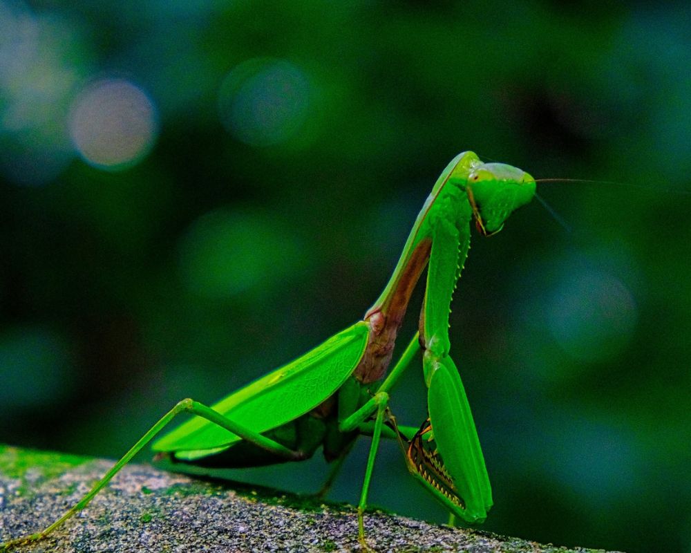 Mantis