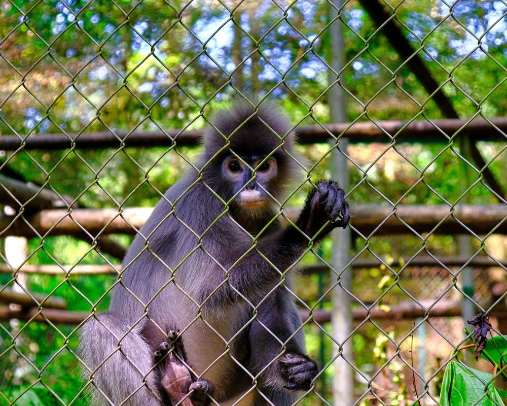 Monkey-at-Cuc-Phuong-national-Park