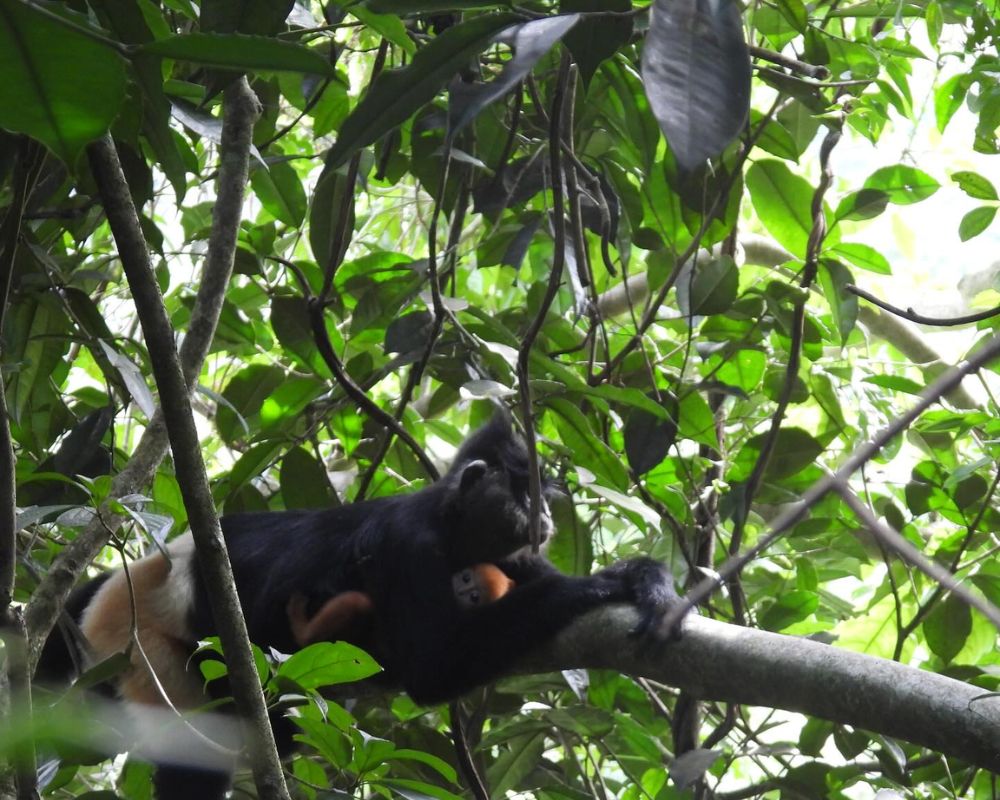 Mother-monkey-holding-baby-on-tree