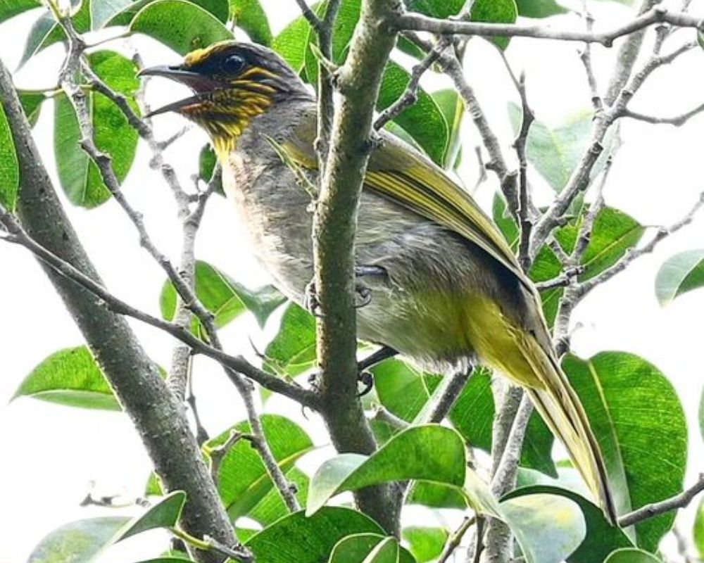 Stripe-Throated-Bulbul