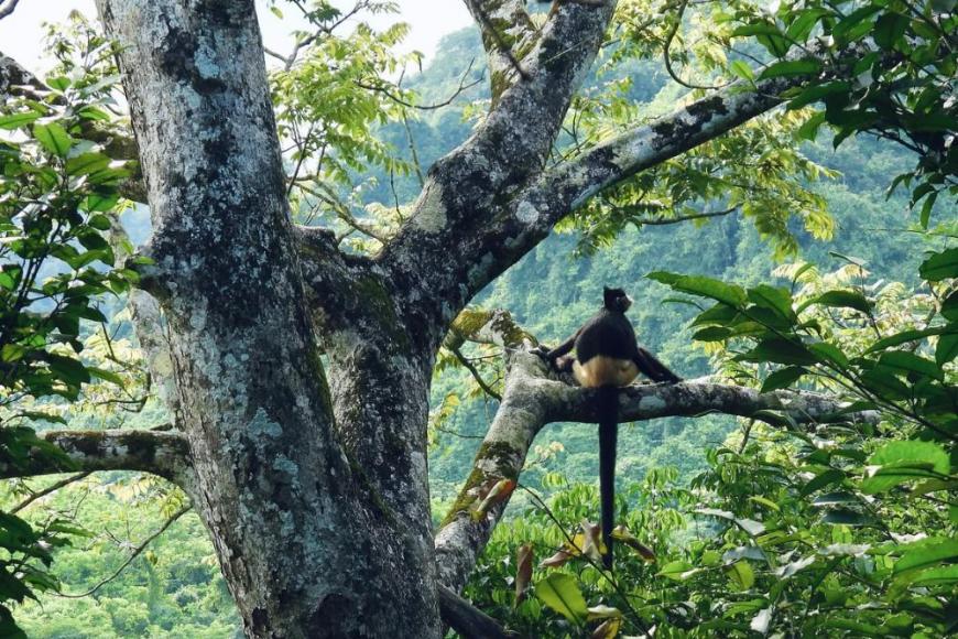 Cuc Phuong National Park: Travel Guide