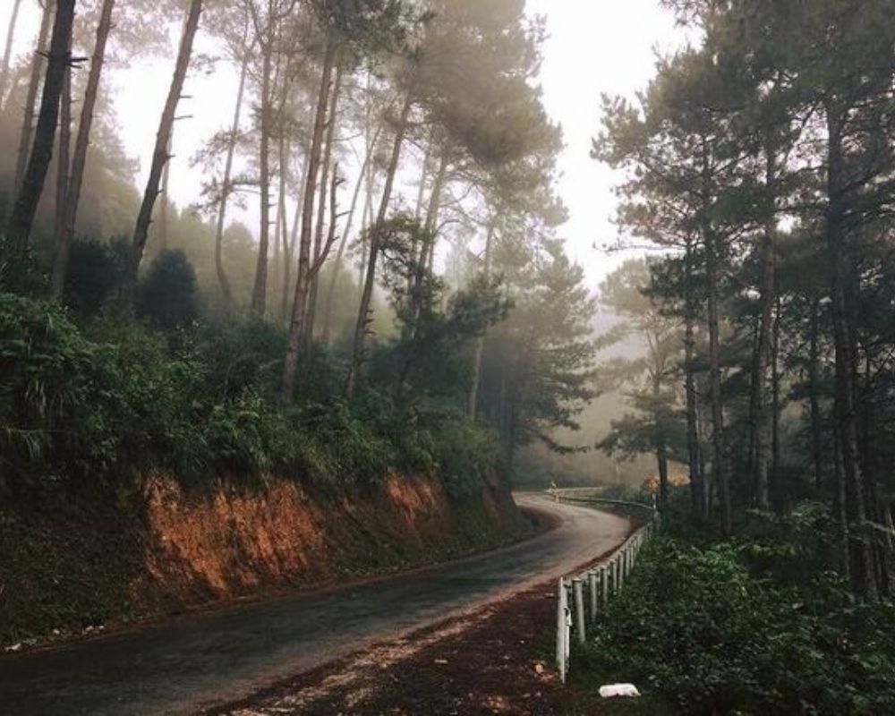 Yen-Minh-Pine-Forest