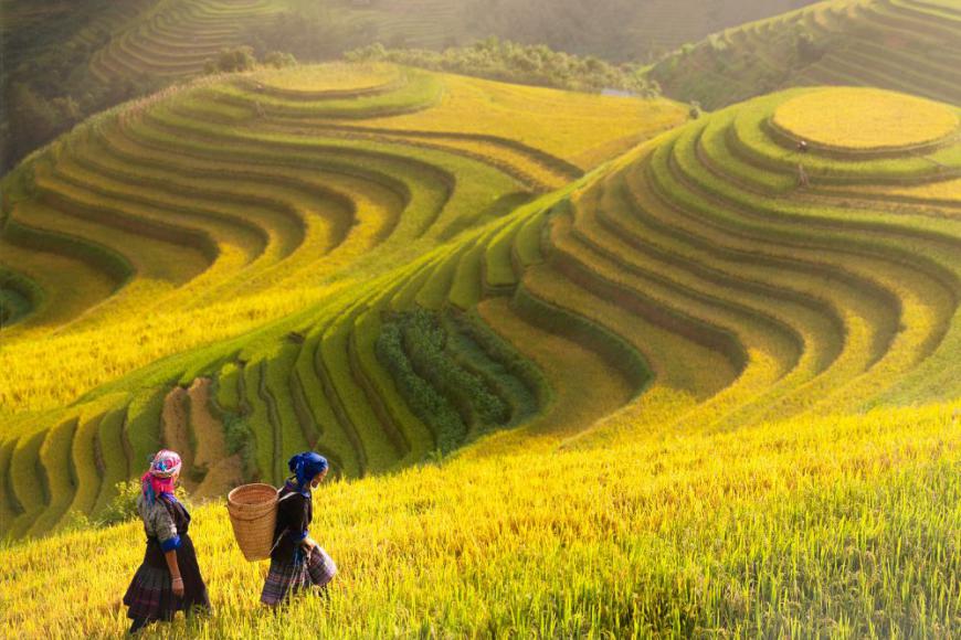 ALL THINGS YOU NEED TO KNOW ABOUT MU CANG CHAI, VIETNAM