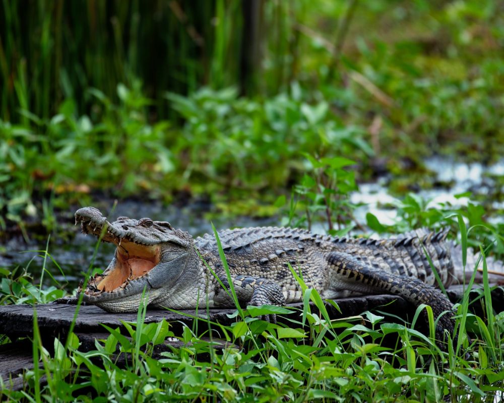 Siamese-Crocodile