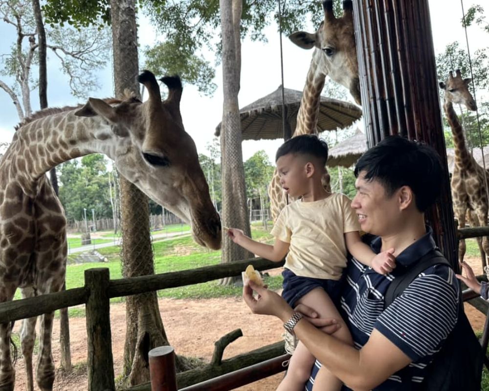 Father-and-son-are-feeding-giraffes-at-Vinpearl-Safari