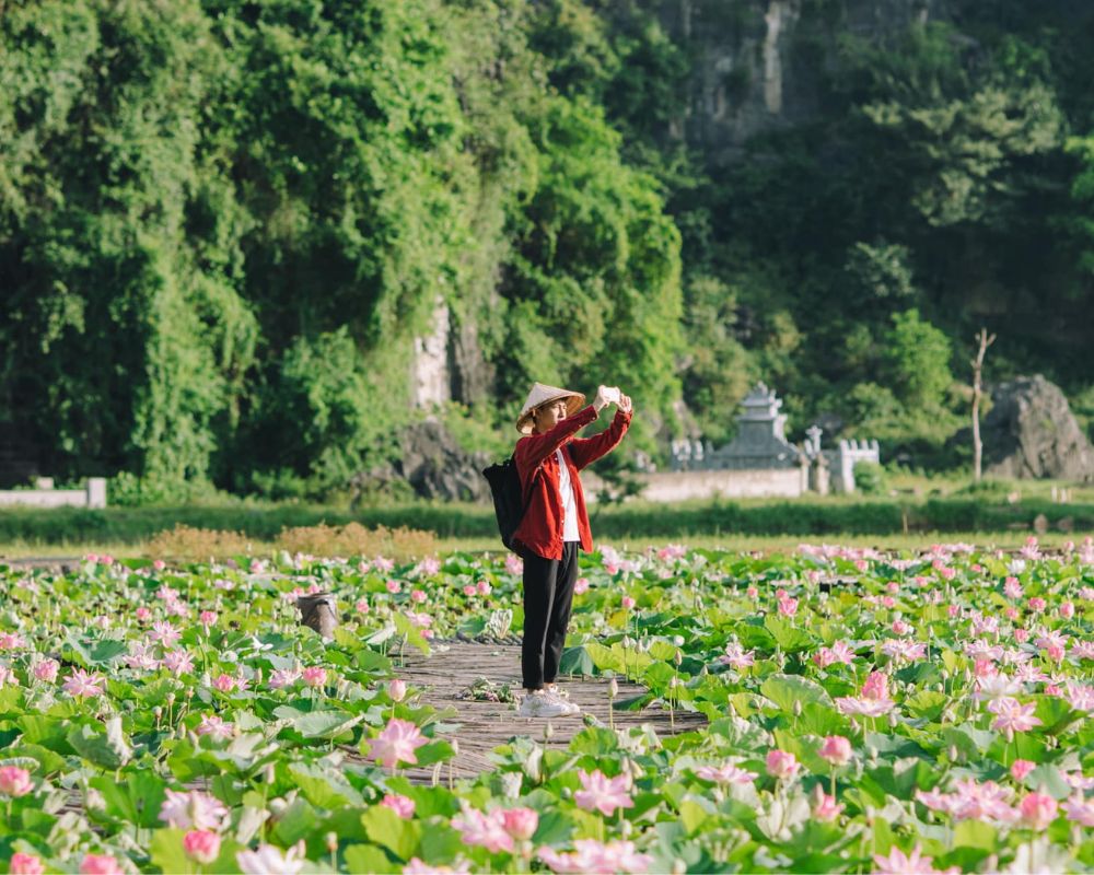 Hang-Mua-lotus-pond-area-Ninh-Binh