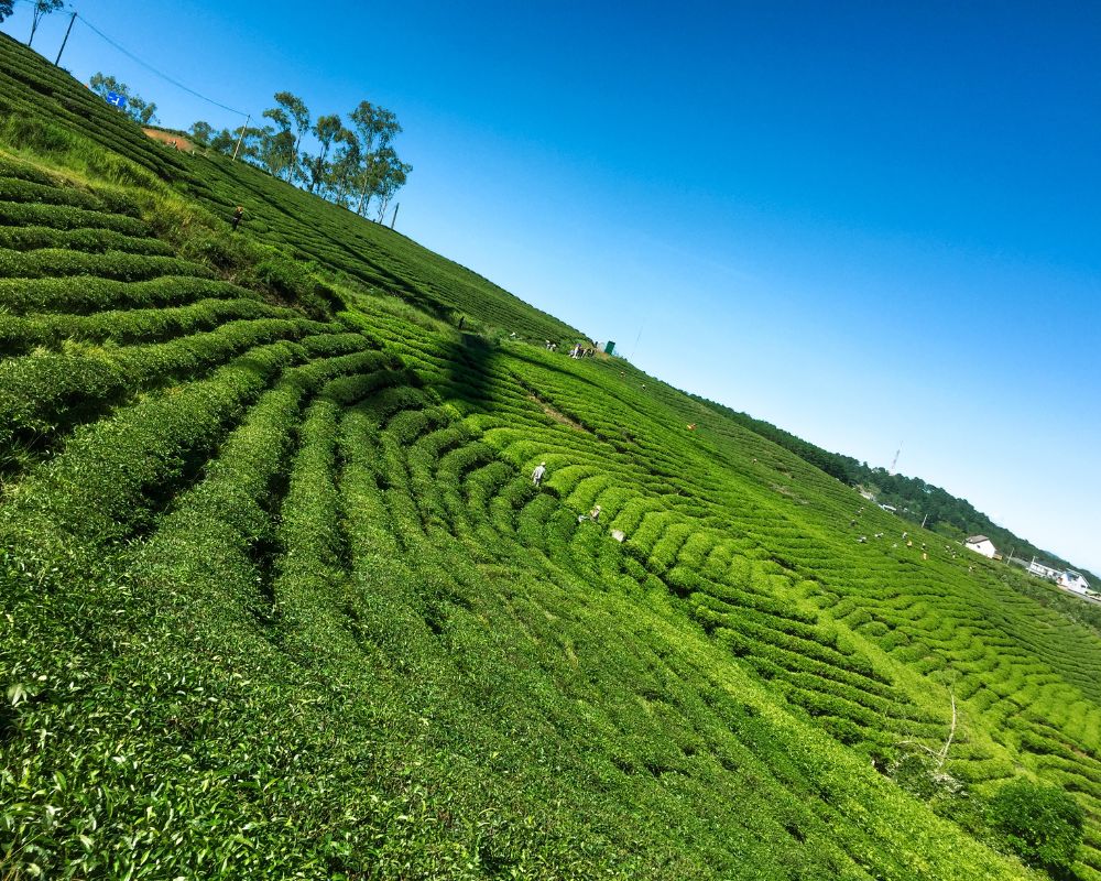 Tea-plantation-is-a-famous-place-in-Dalat