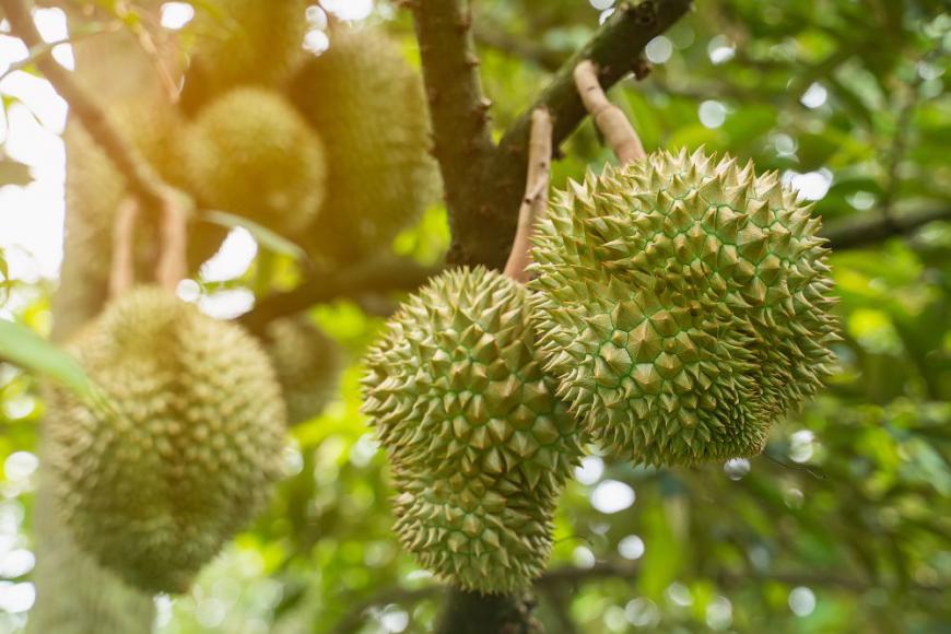 Top 15 Best Vietnamese Fruits You Should Try 